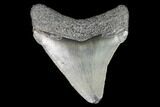 Juvenile Megalodon Tooth - Georgia #101388-1